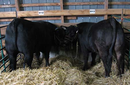 2 Steers